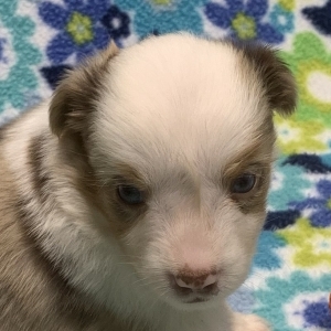 Bindi