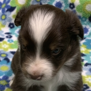 Remy