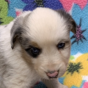 Harper