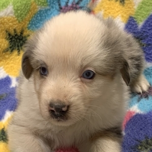 Pepper