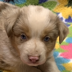 Archie
