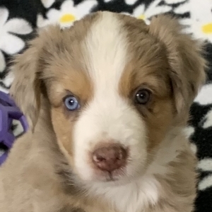 Luca