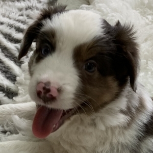 Mocha