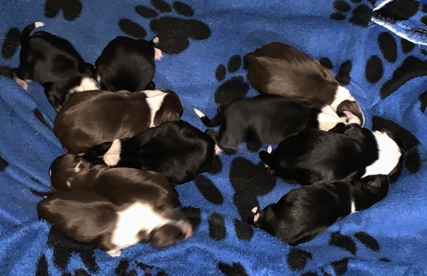 Cali × Teddy litter