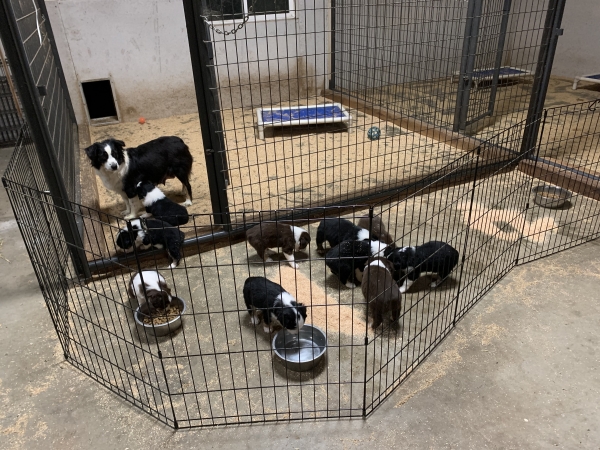 Cali × Teddy litter