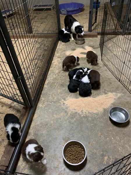 Cali × Teddy litter