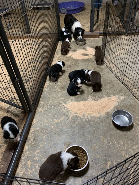 Cali × Teddy litter