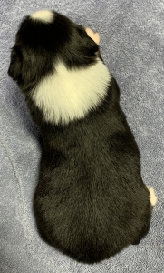 Max