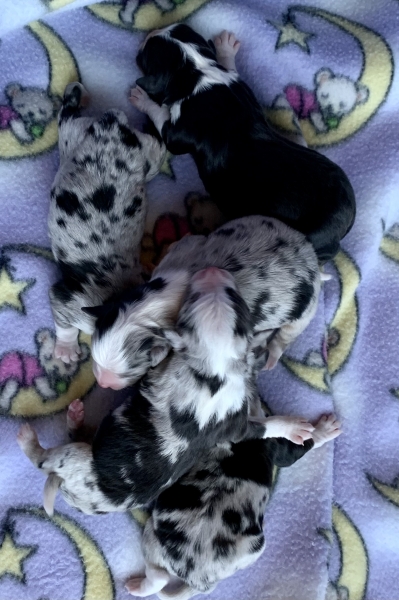 Sally × Chance litter