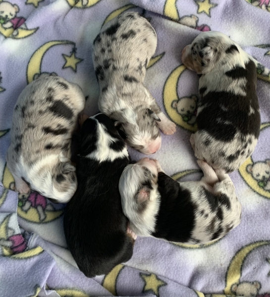 Sally × Chance litter