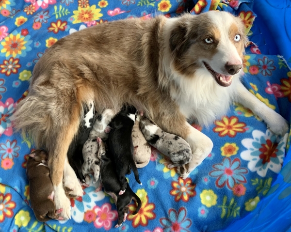 Nutmeg × Parker litter