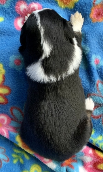 Dixie