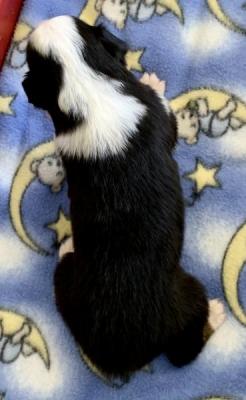 Felix