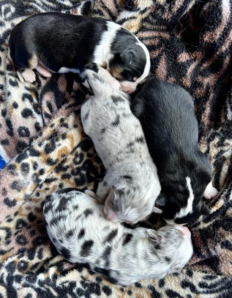 Sally × Chance litter