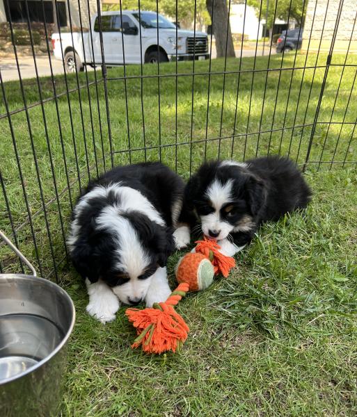 Sally × Chance litter