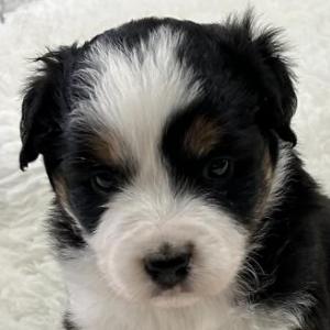 Murphy