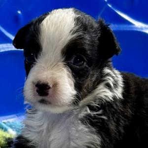 Daisy