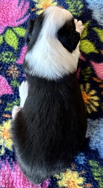 Kona