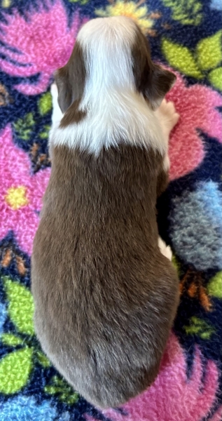 Cooper