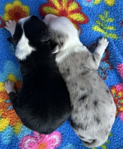 Splash × Curly litter