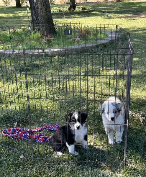 Splash × Curly litter