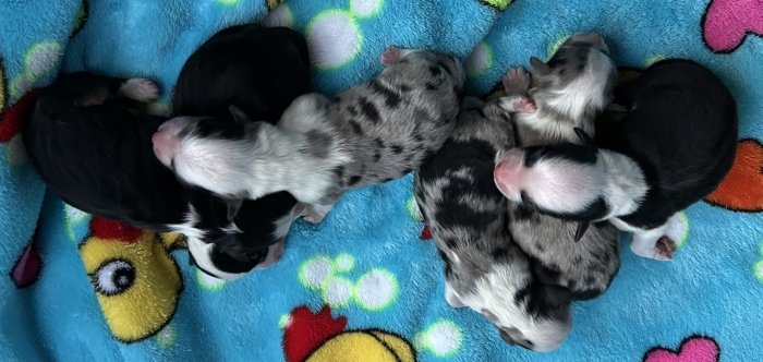 Dahlia × Chance litter