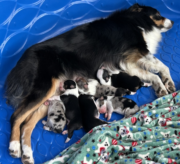 Dahlia × Chance litter