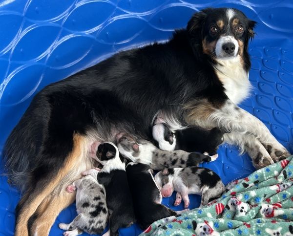 Dahlia × Chance litter