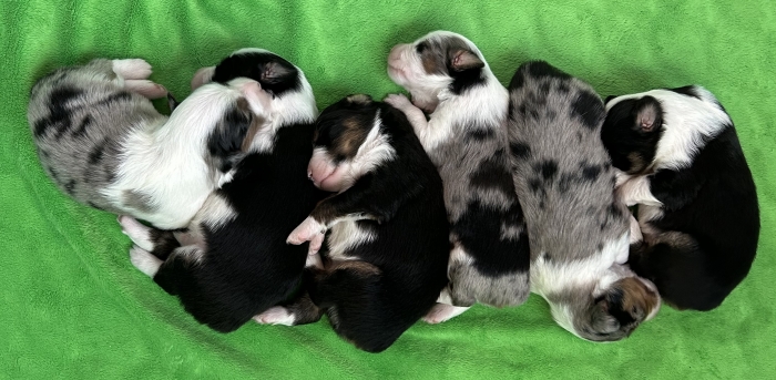 Dahlia × Chance litter