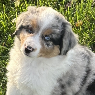 Zephyr
