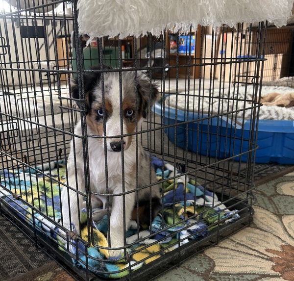 Ami