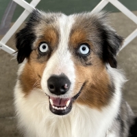 Ami