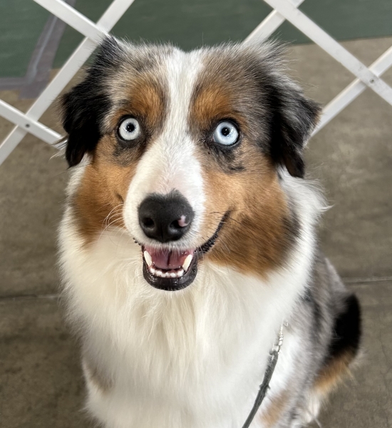 Ami