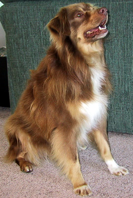 Cocoa
