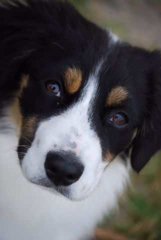 Taffi